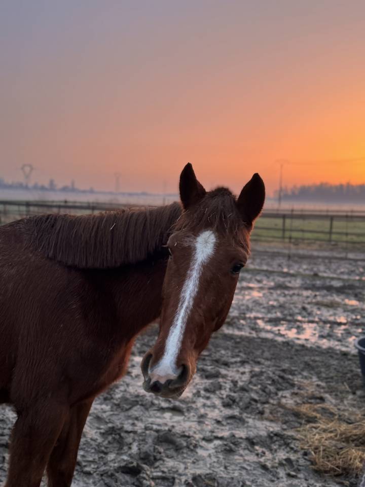 Gelding Other Pony Breed For sale 2023 Chesnut