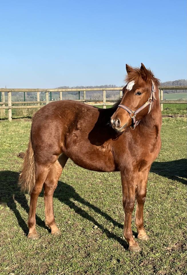 Filly French Saddle Pony For sale 2025 Chesnut