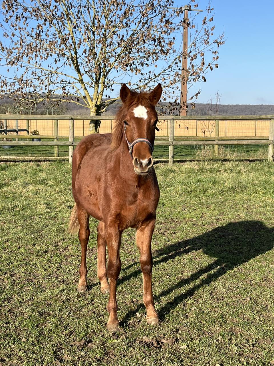 Filly French Saddle Pony For sale 2025 Chesnut