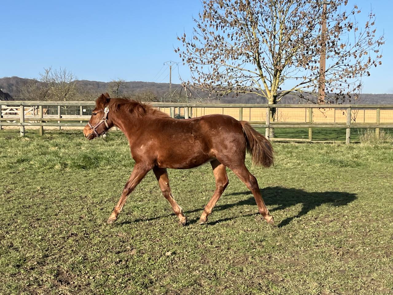 Filly French Saddle Pony For sale 2025 Chesnut