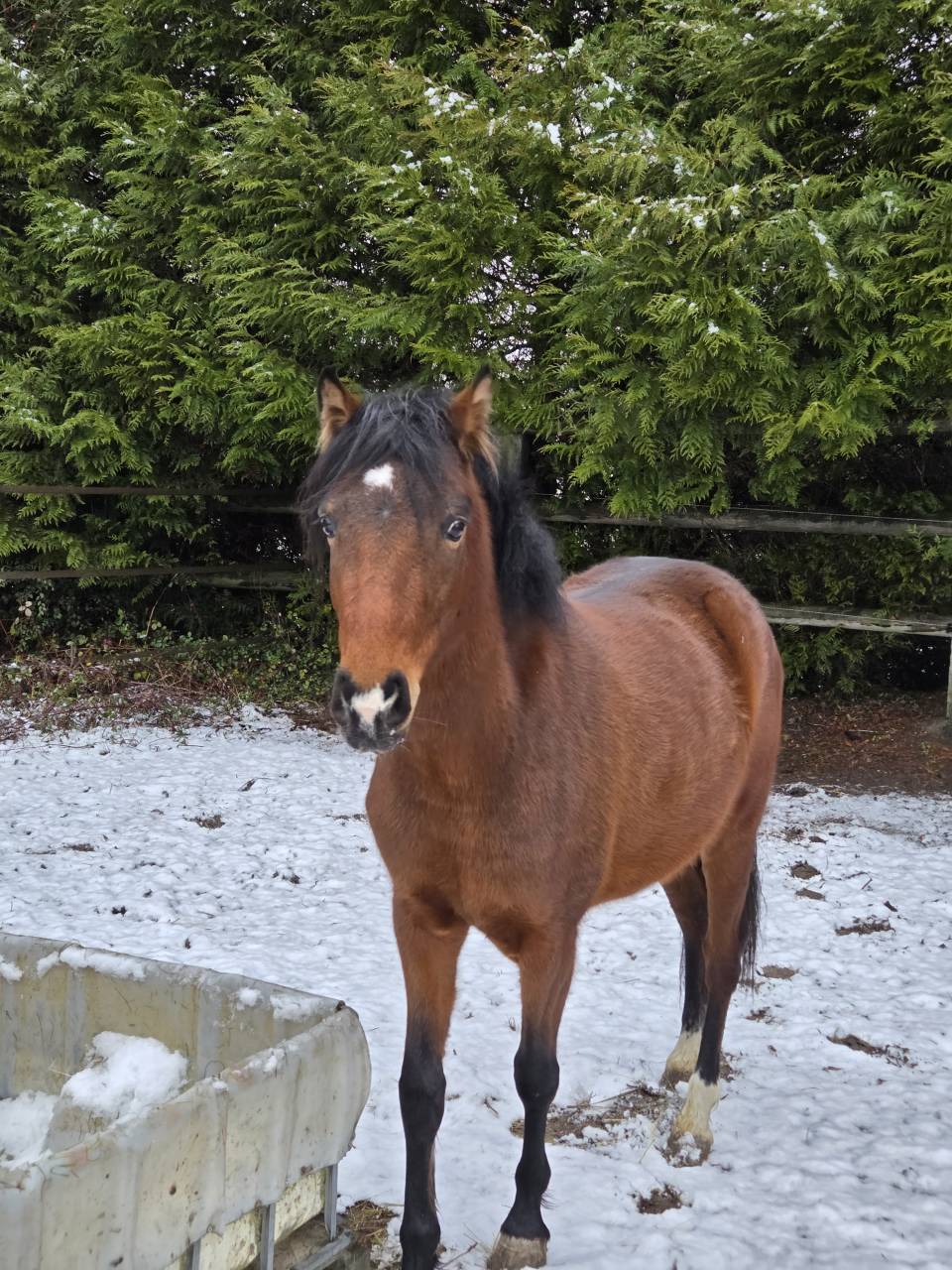 Mare French Saddle Pony For sale 2023 Bay