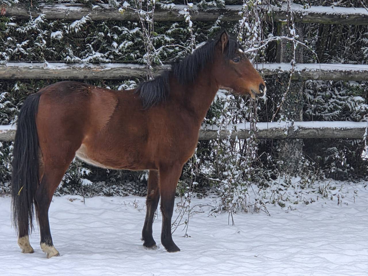 Mare French Saddle Pony For sale 2023 Bay