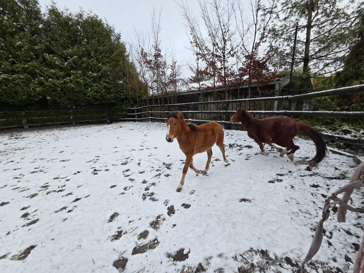 Filly French Saddle Pony For sale 2025 Bay