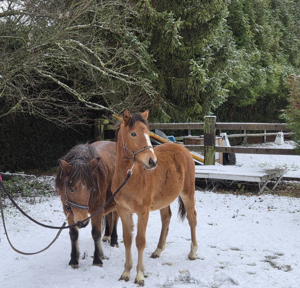 Filly French Saddle Pony For sale 2025 Bay