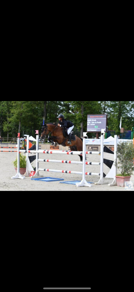 Entire French Saddle Pony For sale 2025 Dark Bay