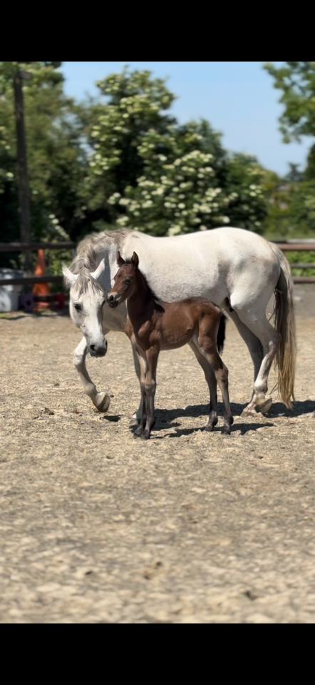 Entire French Saddle Pony For sale 2025 Dark Bay