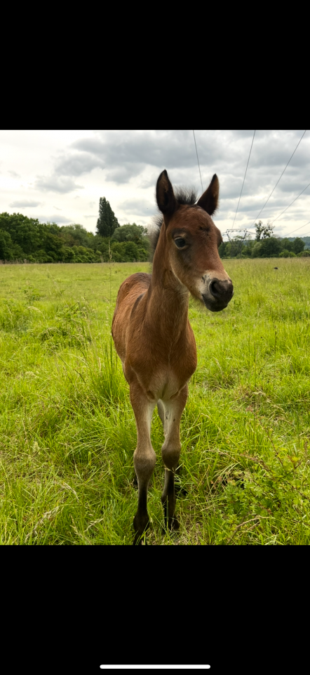 Entire French Saddle Pony For sale 2025 Dark Bay