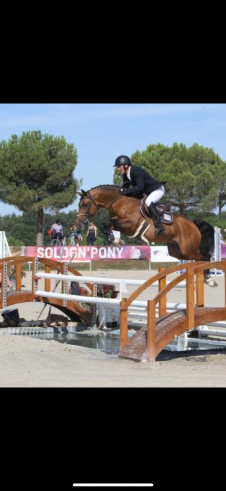 Gelding French Saddle Pony For sale 2022 Bay