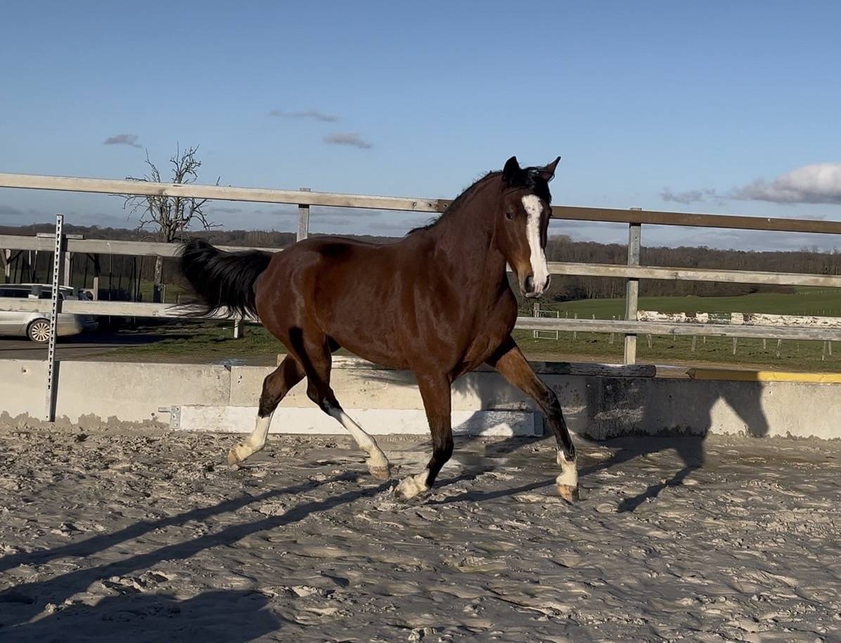 Mare Zangersheide For sale 2023 Bay