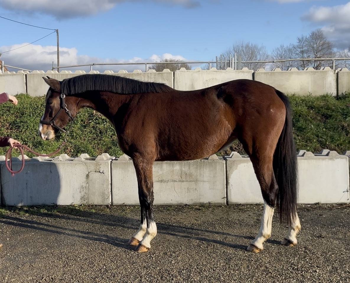 Mare Zangersheide For sale 2023 Bay