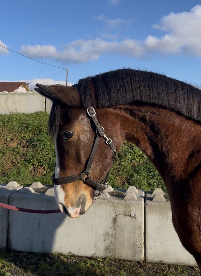 Mare Zangersheide For sale 2023 Bay