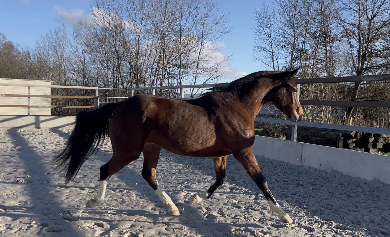 Mare Zangersheide For sale 2023 Bay