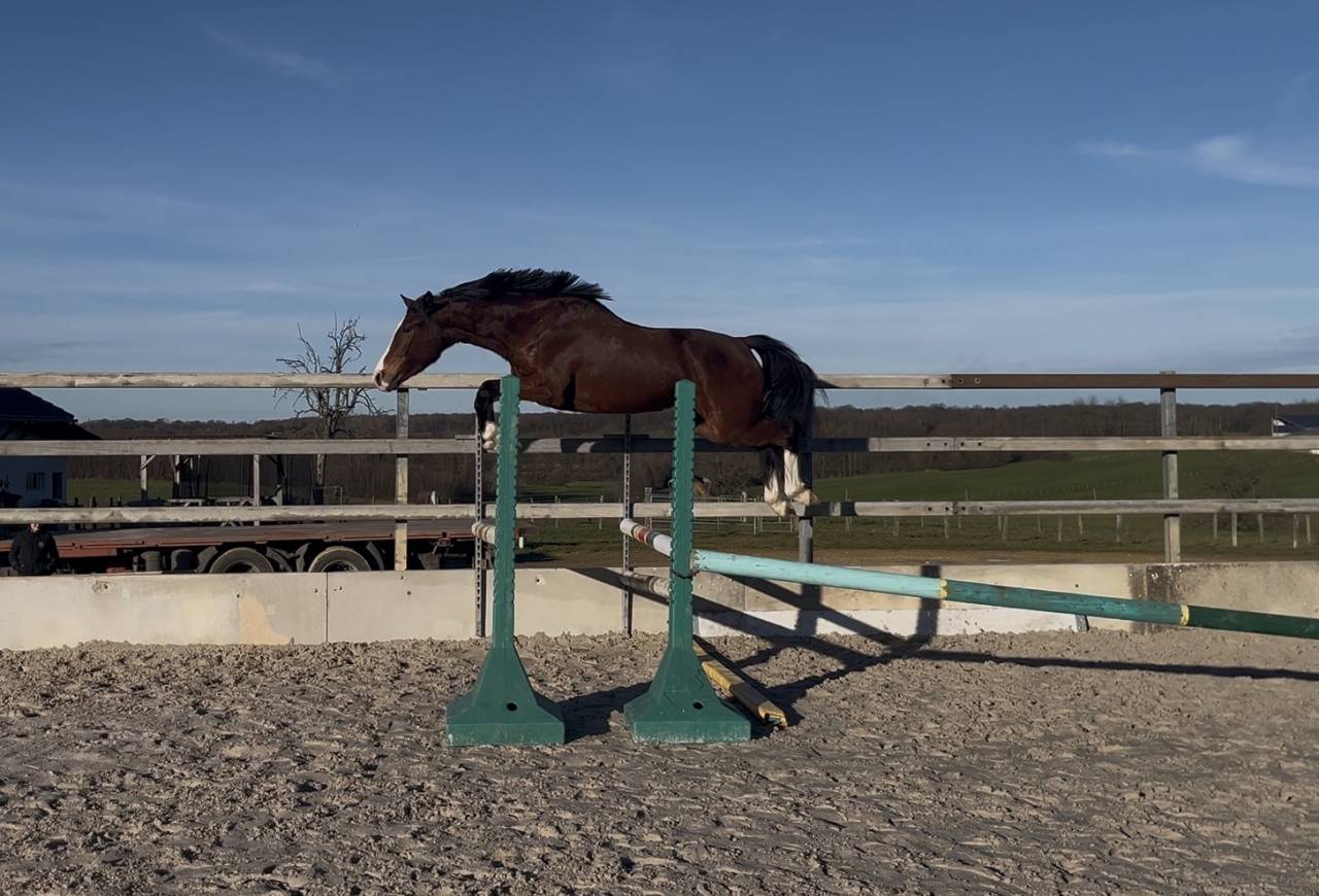 Mare Zangersheide For sale 2023 Bay