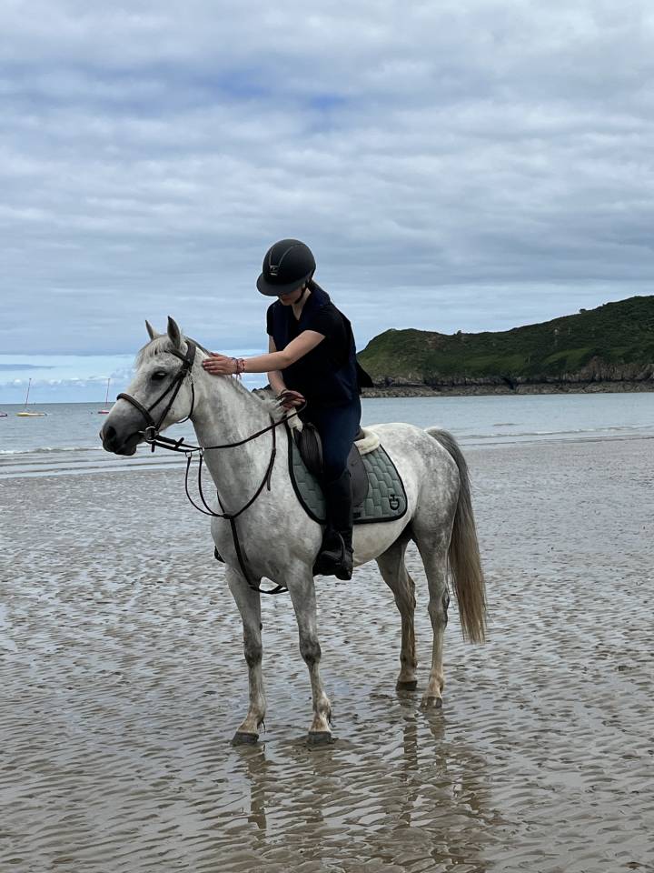Mare French Saddle Pony For sale 2016 Grey