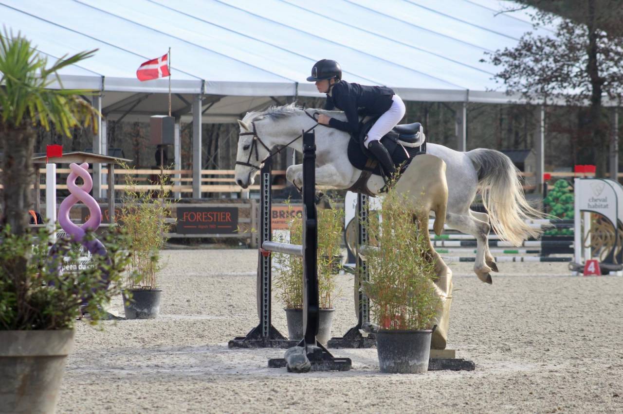 Mare French Saddle Pony For sale 2016 Grey