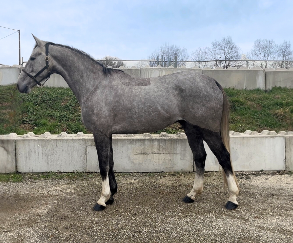 Gelding Selle Fran&ccedil;ais For sale 2021 Grey