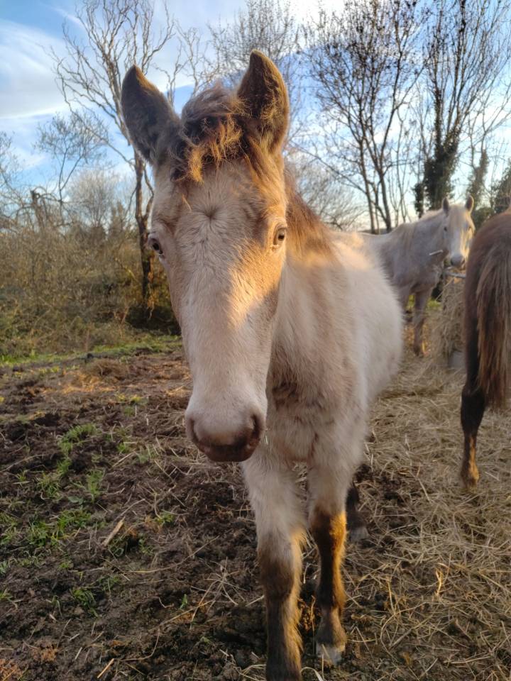 Filly New Forest For sale 2025 Champagne