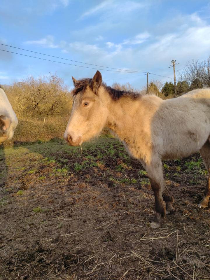 Filly New Forest For sale 2025 Champagne