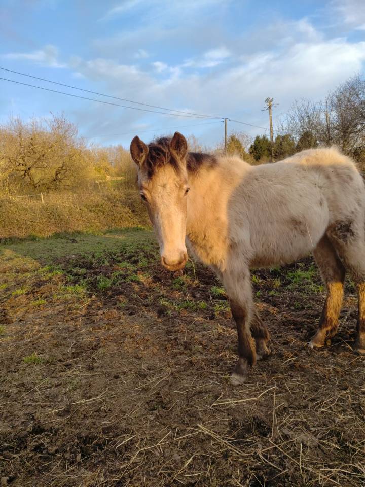 Filly New Forest For sale 2025 Champagne