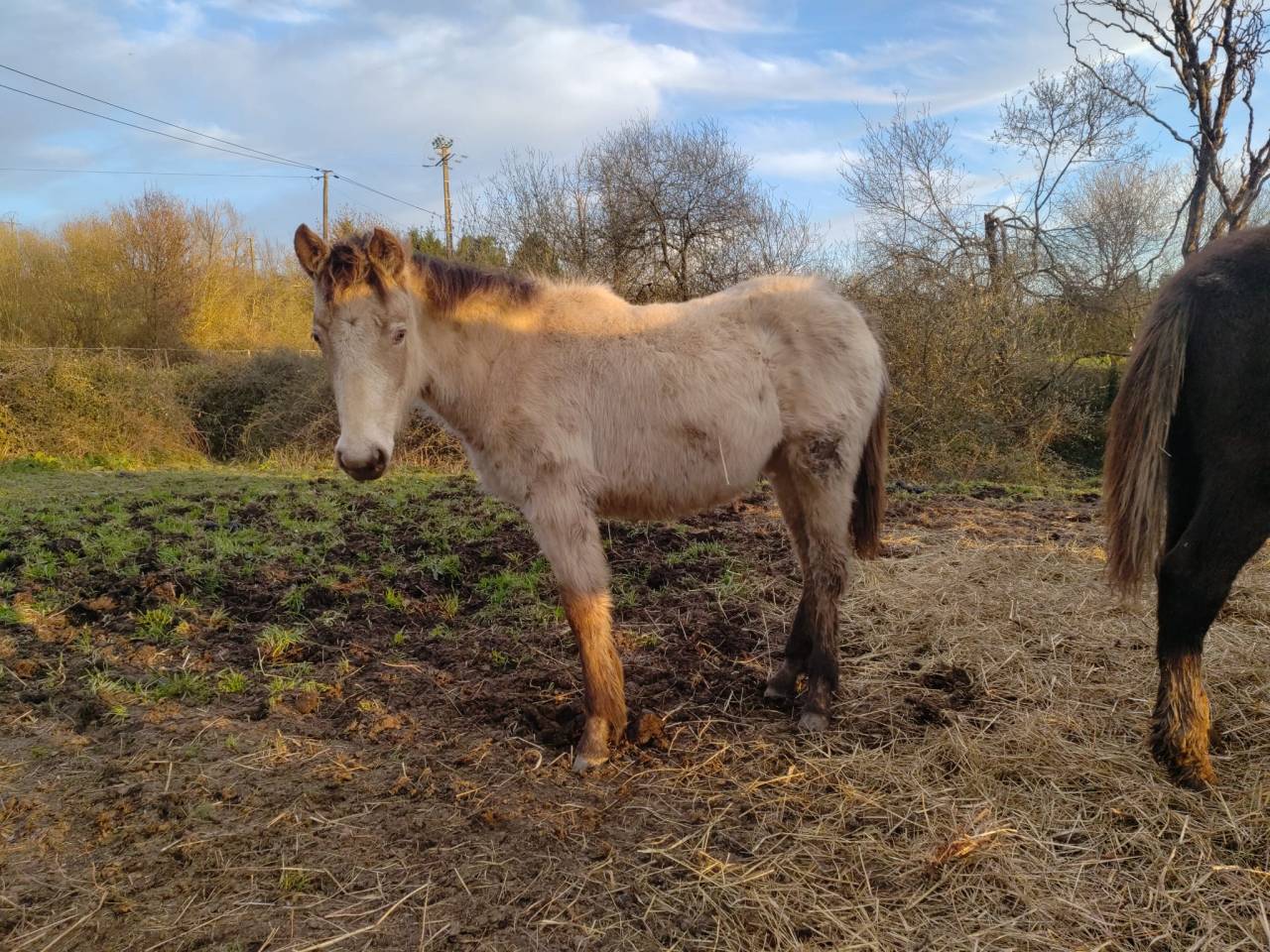 Filly New Forest For sale 2025 Champagne
