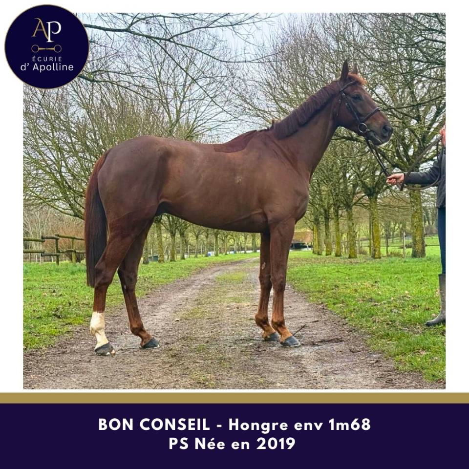 Gelding Thoroughbred For sale 2019 Chesnut