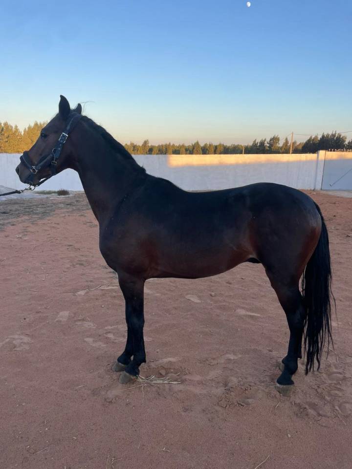 Gelding Barb Arabian For sale 2022 Bay