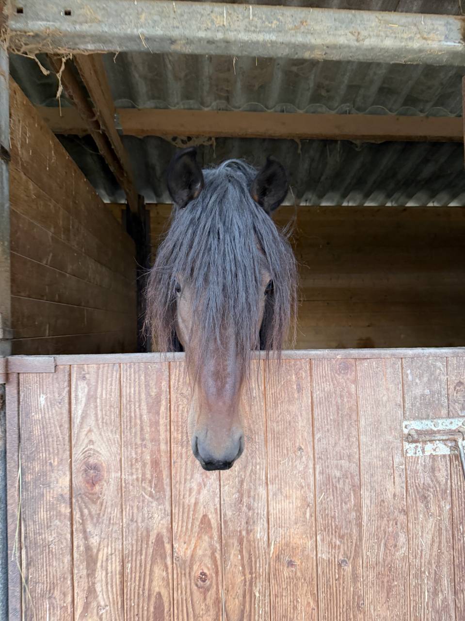 Gelding Barb Arabian For sale 2022 Bay