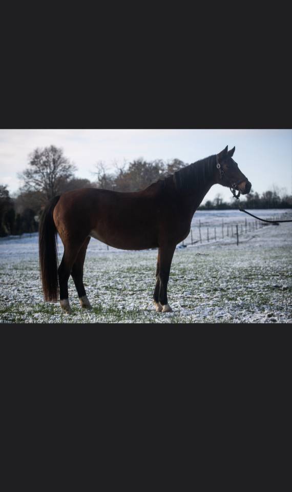 Broodmare Rhinelander For sale 2010 Bay
