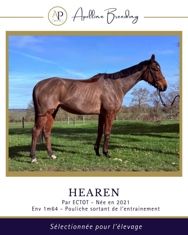 Mare Thoroughbred For sale 2021 Bay