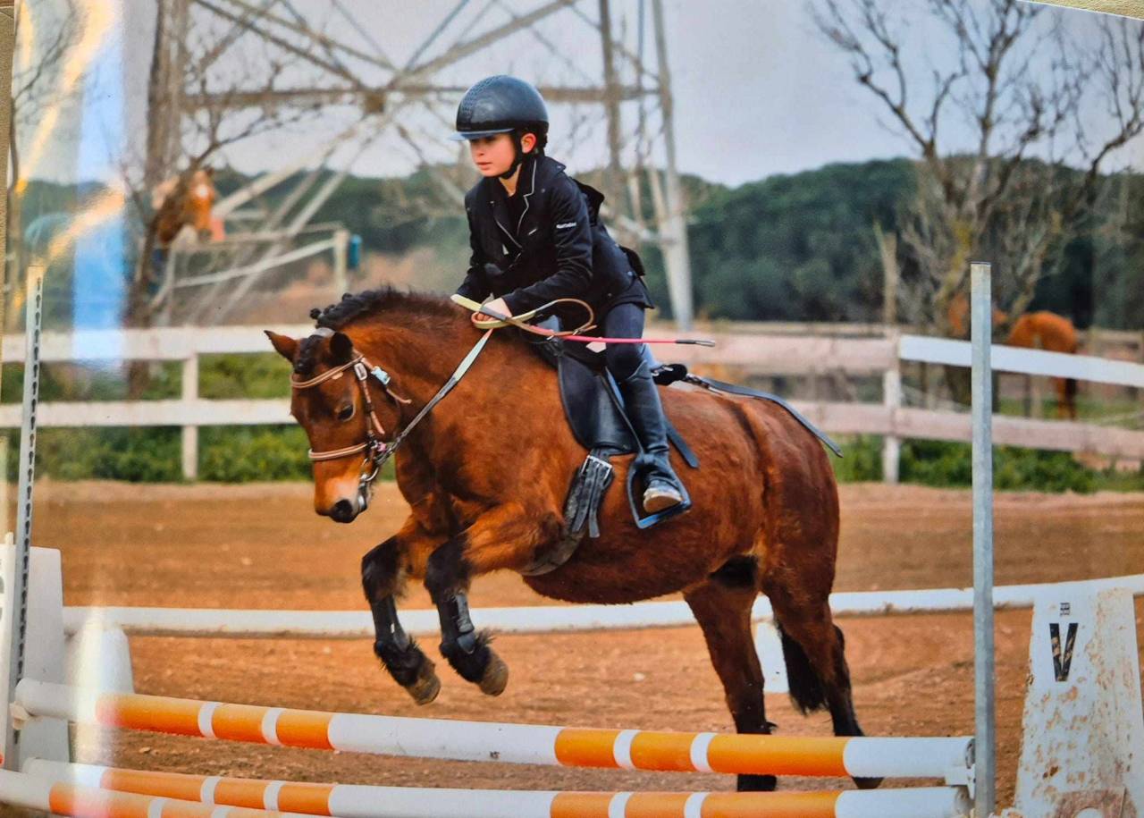 Mare Dartmoor For sale 2017 Bay