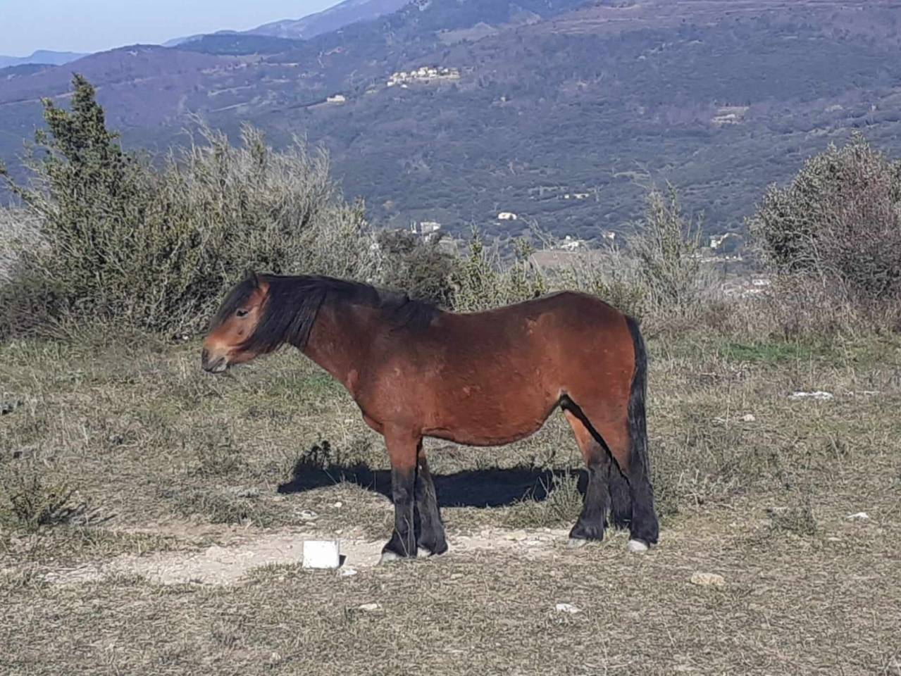 Mare Dartmoor For sale 2017 Bay