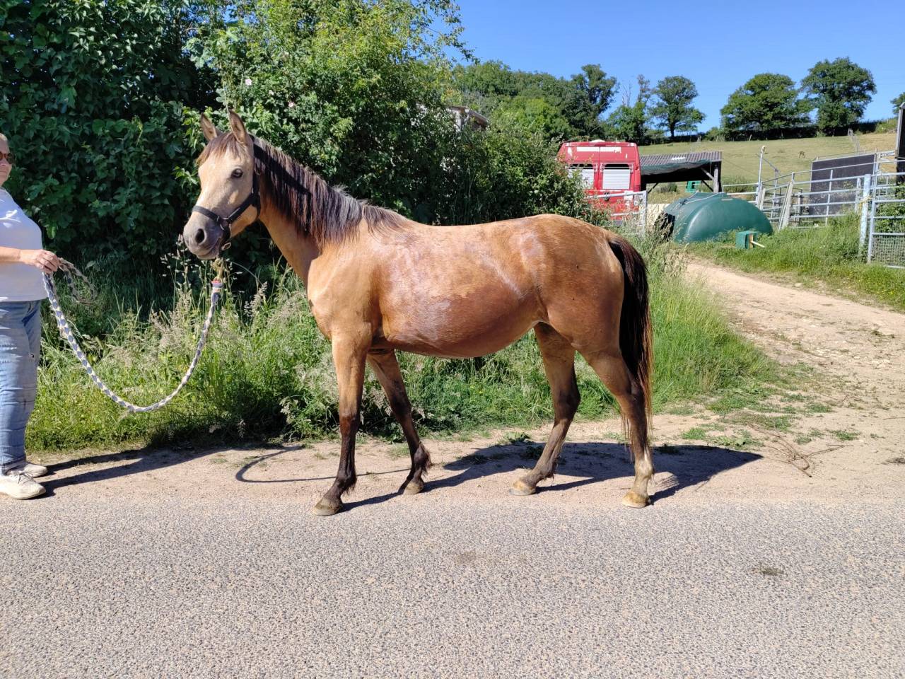 Mare New Forest For sale 2022 Buckskin