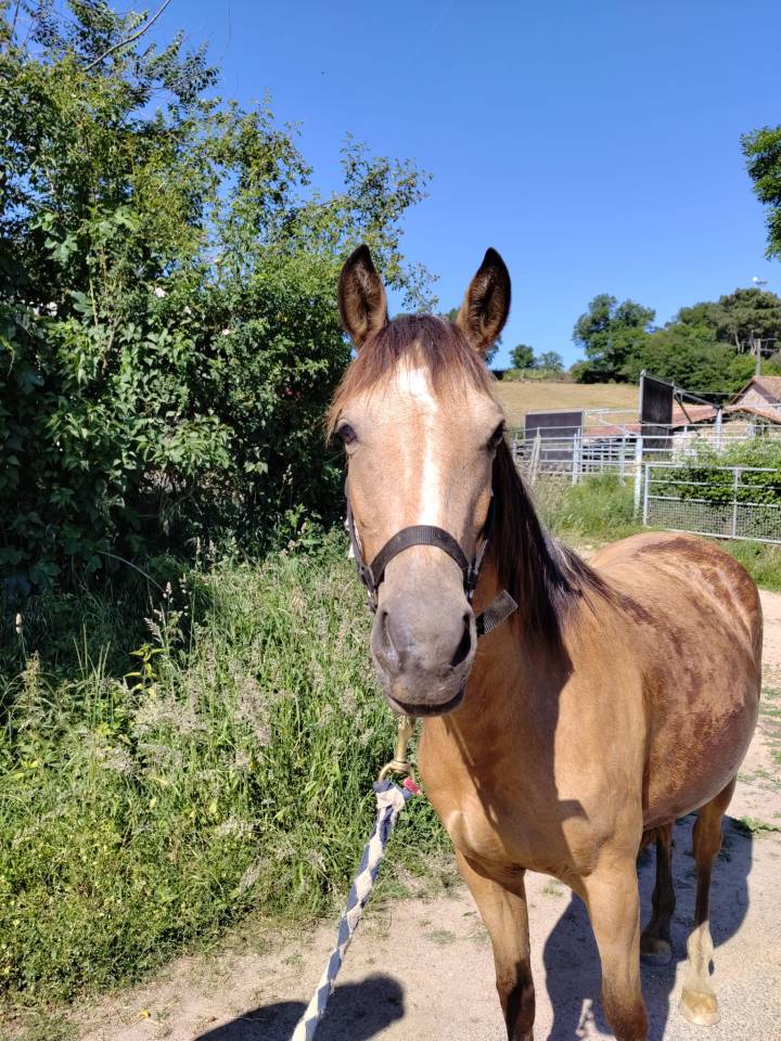 Mare New Forest For sale 2022 Buckskin