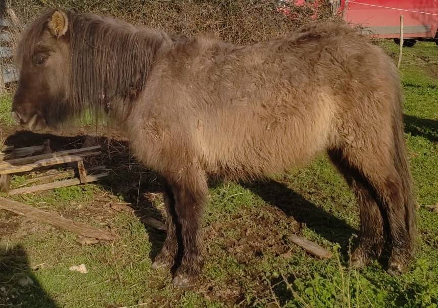 Mare Origin Recorded For sale 2024 Grullo