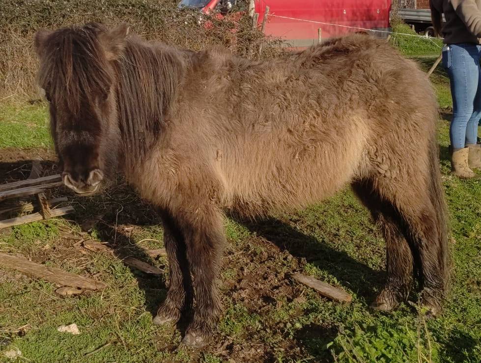 Mare Origin Recorded For sale 2024 Grullo