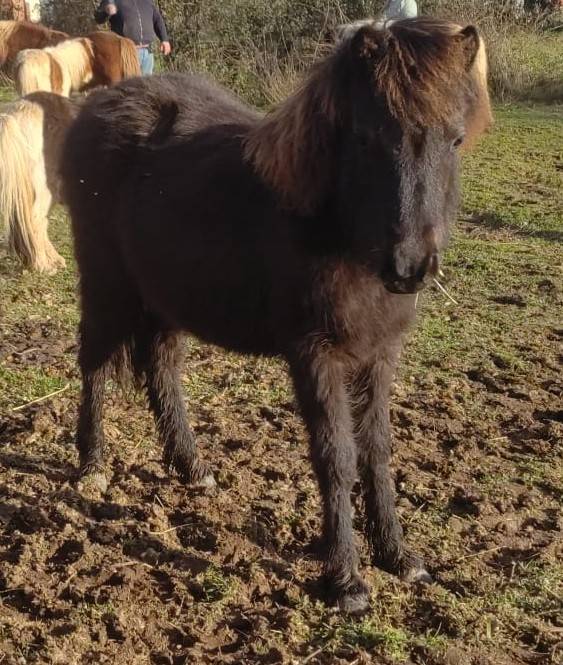 Filly Origin Recorded For sale 2025 Black