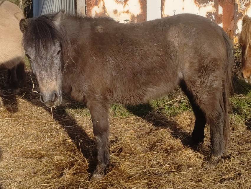 Mare Origin Recorded For sale 2024 Grey