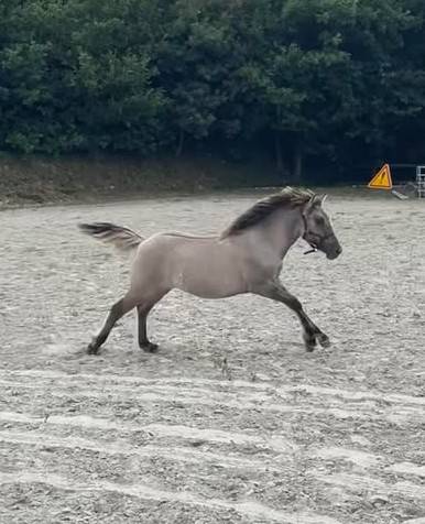 Filly Highland  For sale 2025 Grullo