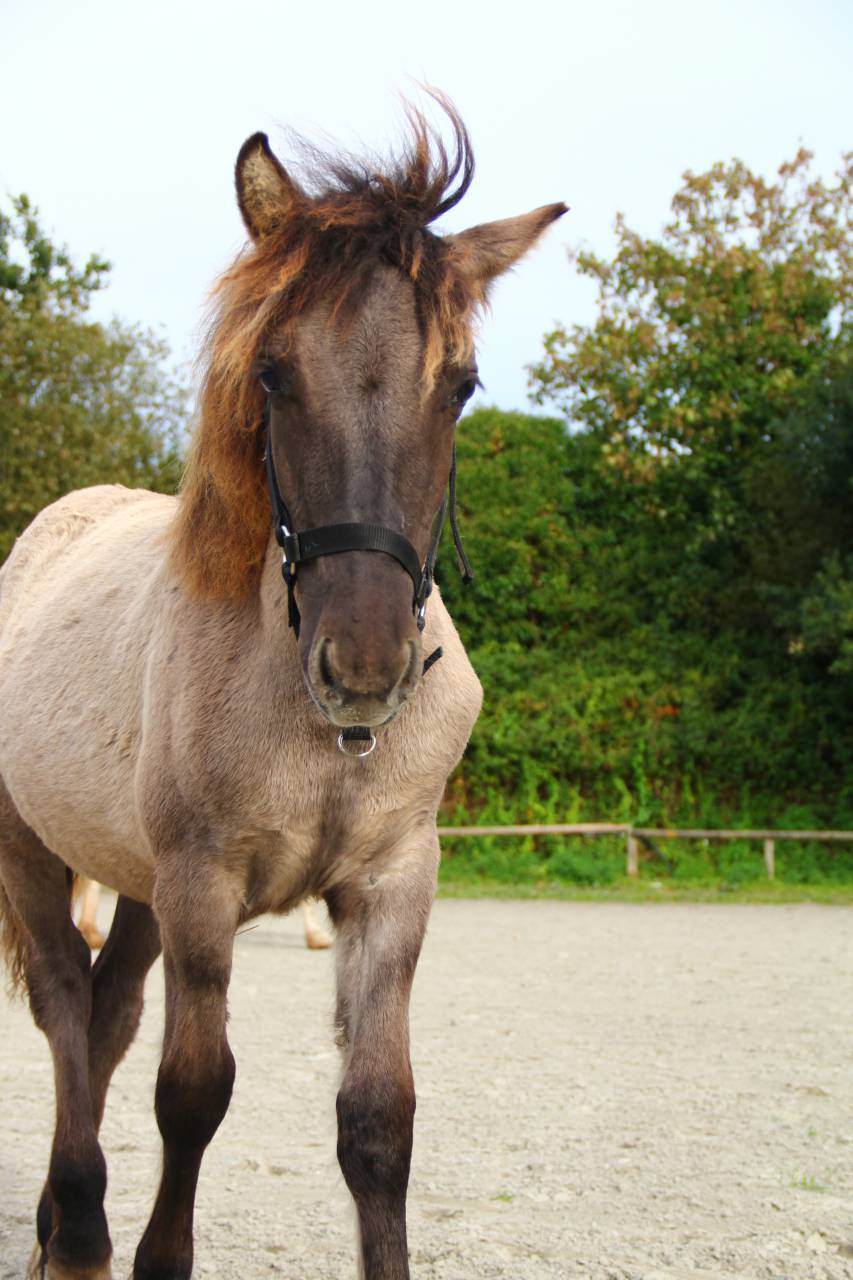 Filly Highland  For sale 2025 Grullo