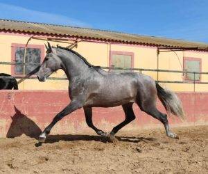 Entire PRE Pure Spanish Bred For sale 2022 Grey