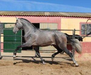 Entire PRE Pure Spanish Bred For sale 2022 Grey