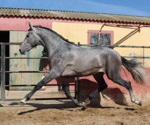 Entire PRE Pure Spanish Bred For sale 2022 Grey