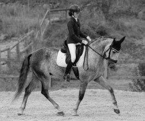 Gelding PRE Pure Spanish Bred For sale 2020 Grey