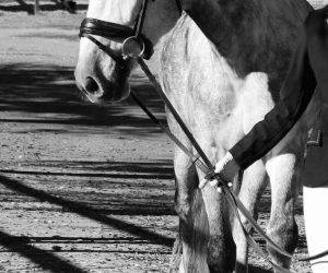 Gelding PRE Pure Spanish Bred For sale 2020 Grey