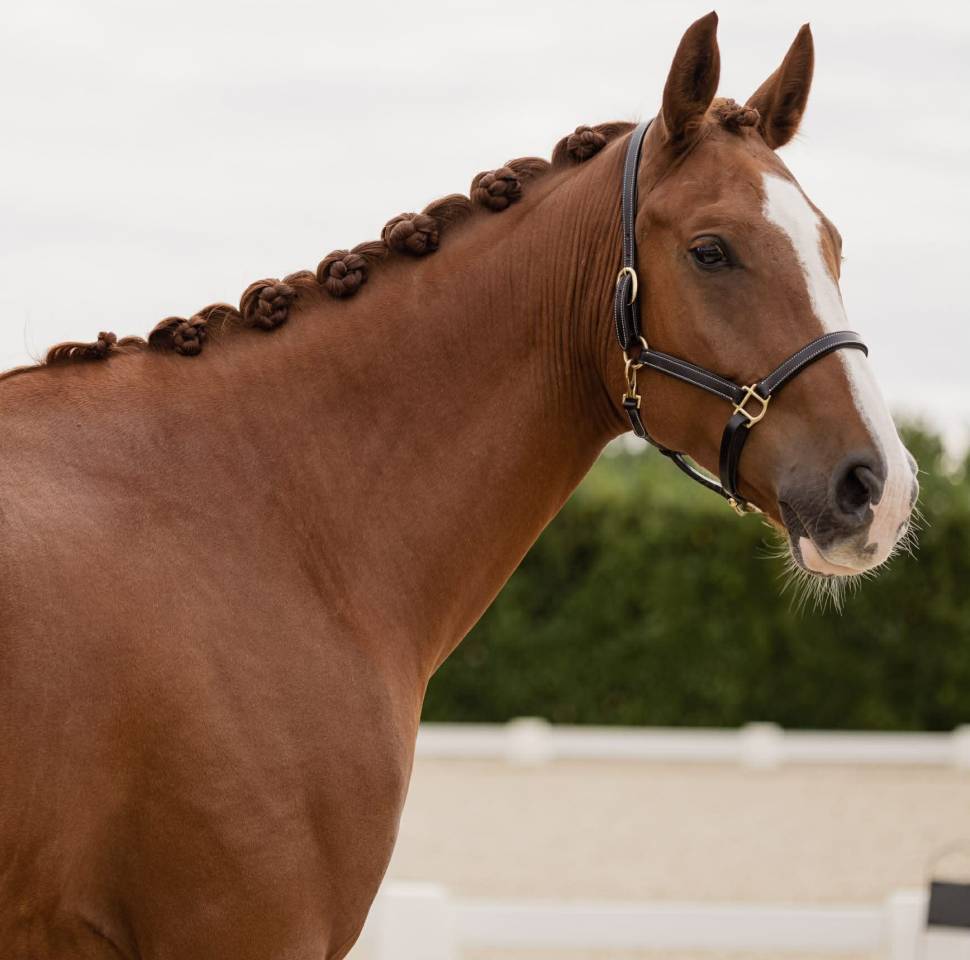 Gelding Hanoverian For sale 2019 Chesnut