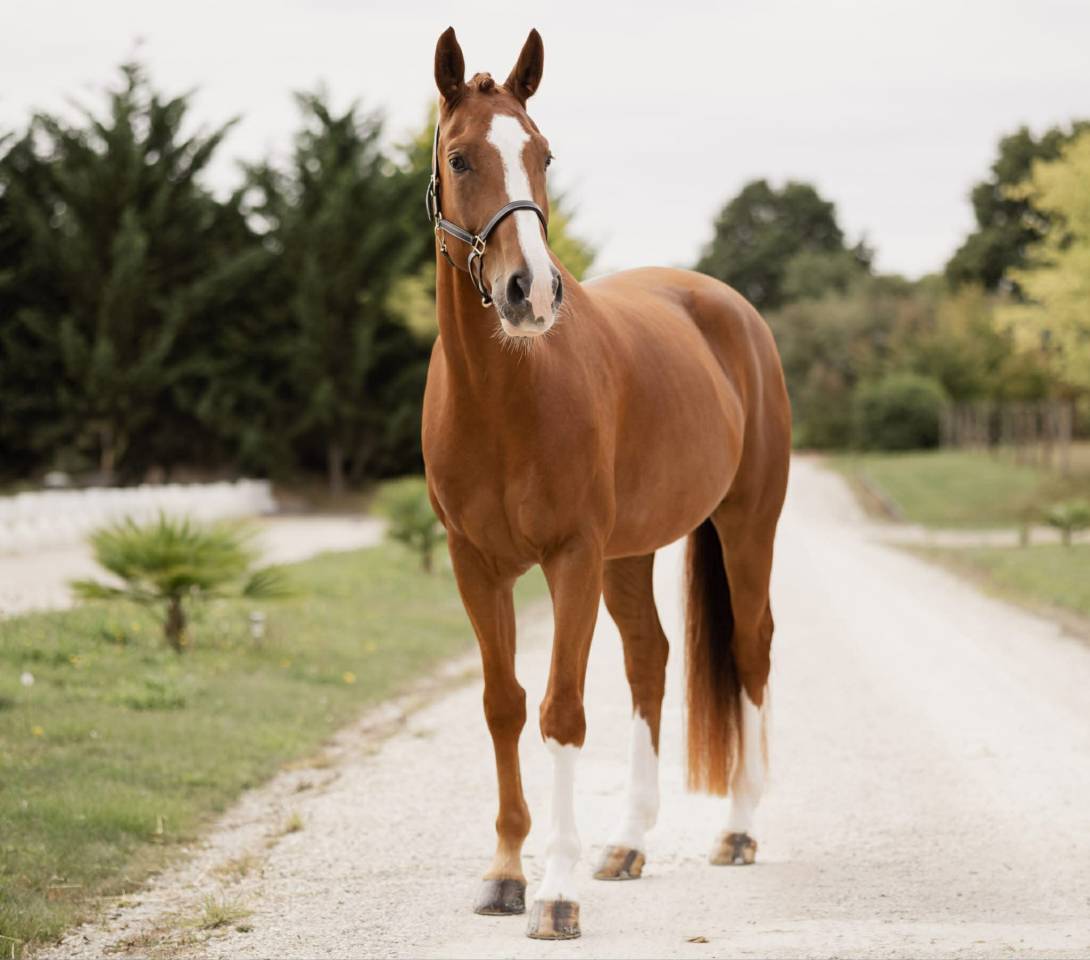Gelding Hanoverian For sale 2019 Chesnut