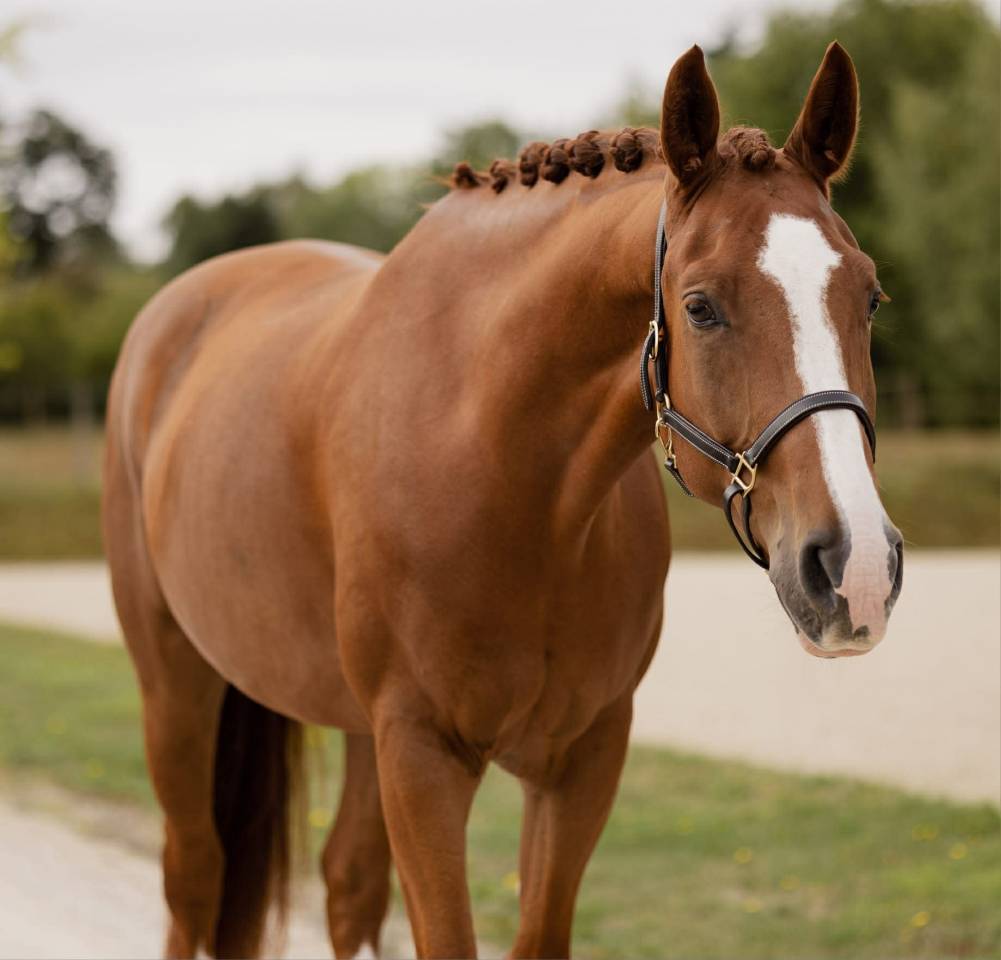 Gelding Hanoverian For sale 2019 Chesnut