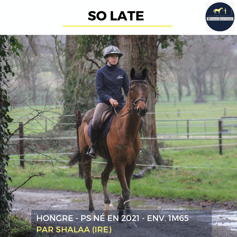 Gelding Thoroughbred For sale 2021 Bay