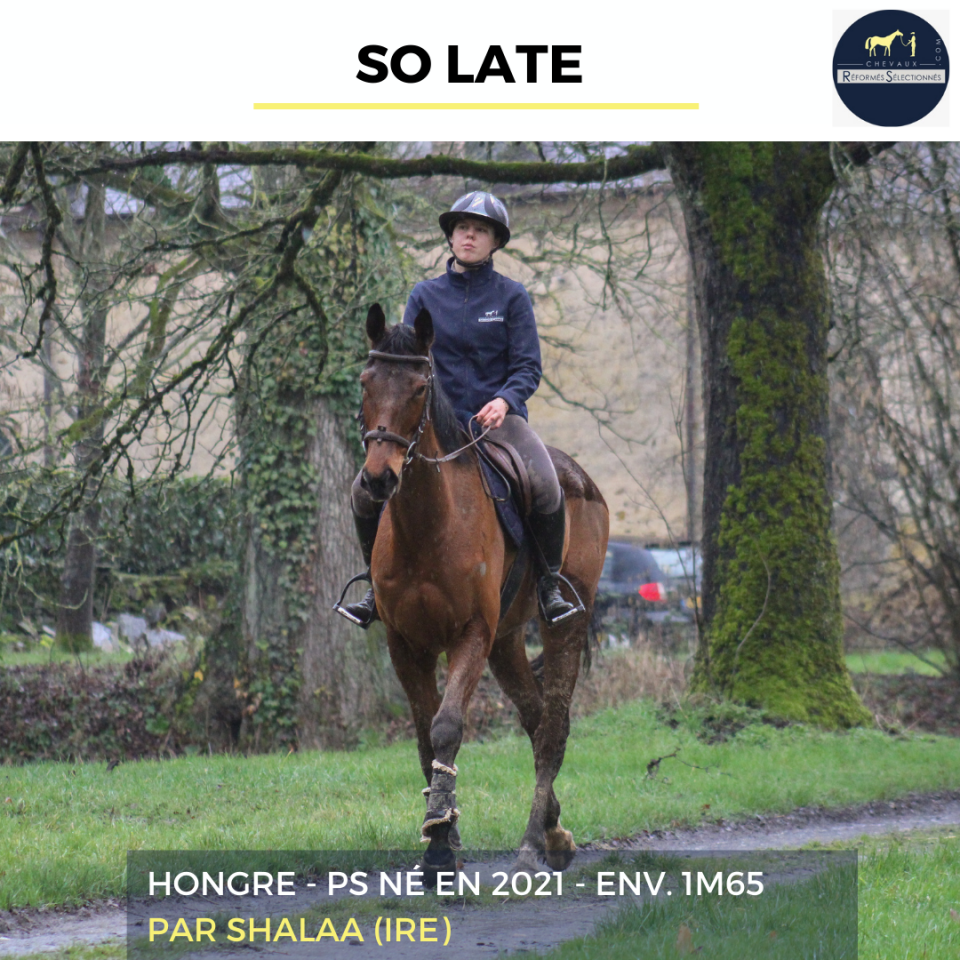 Gelding Thoroughbred For sale 2021 Bay