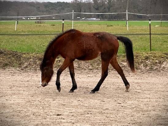 Mare French Saddle Pony For sale 2024 Bay